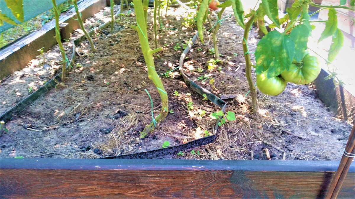  Капельный полив томатов. Фото автора.