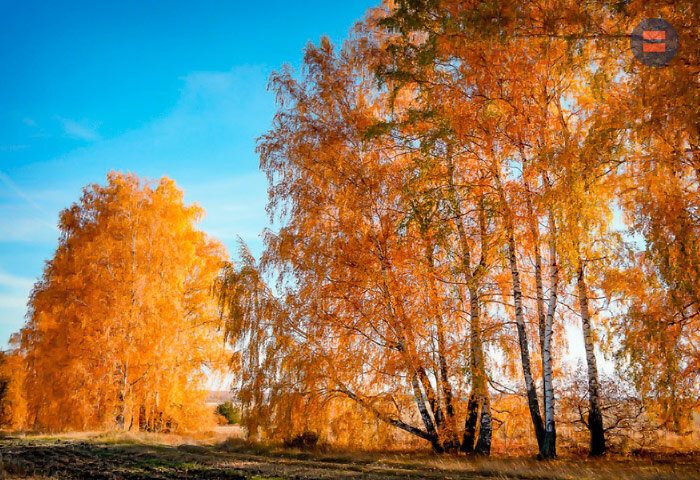 Спасибо тебе, Азорский антициклон!
