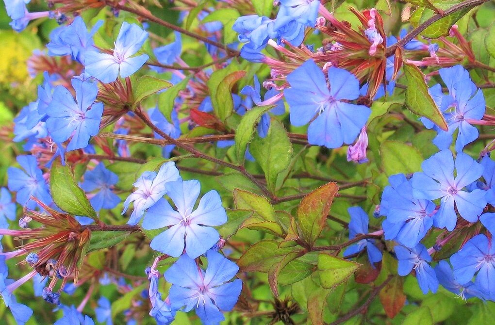 Листайте галерею для просмотра. Цветущая цератостигма плюмбаговидная. Фото с сайта: https://clck.ru/XyEZB.