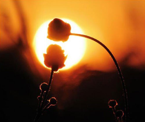 (фото в свободном доступе в сети яндекс) 