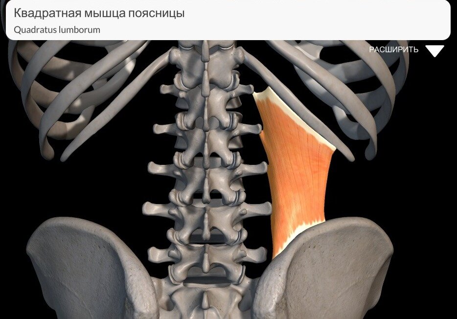 Квадратная мышца поясницы