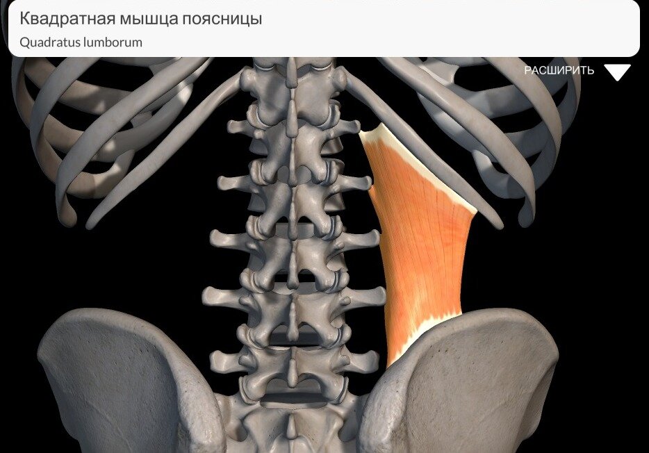 Квадратная мышца поясницы анатомия фото