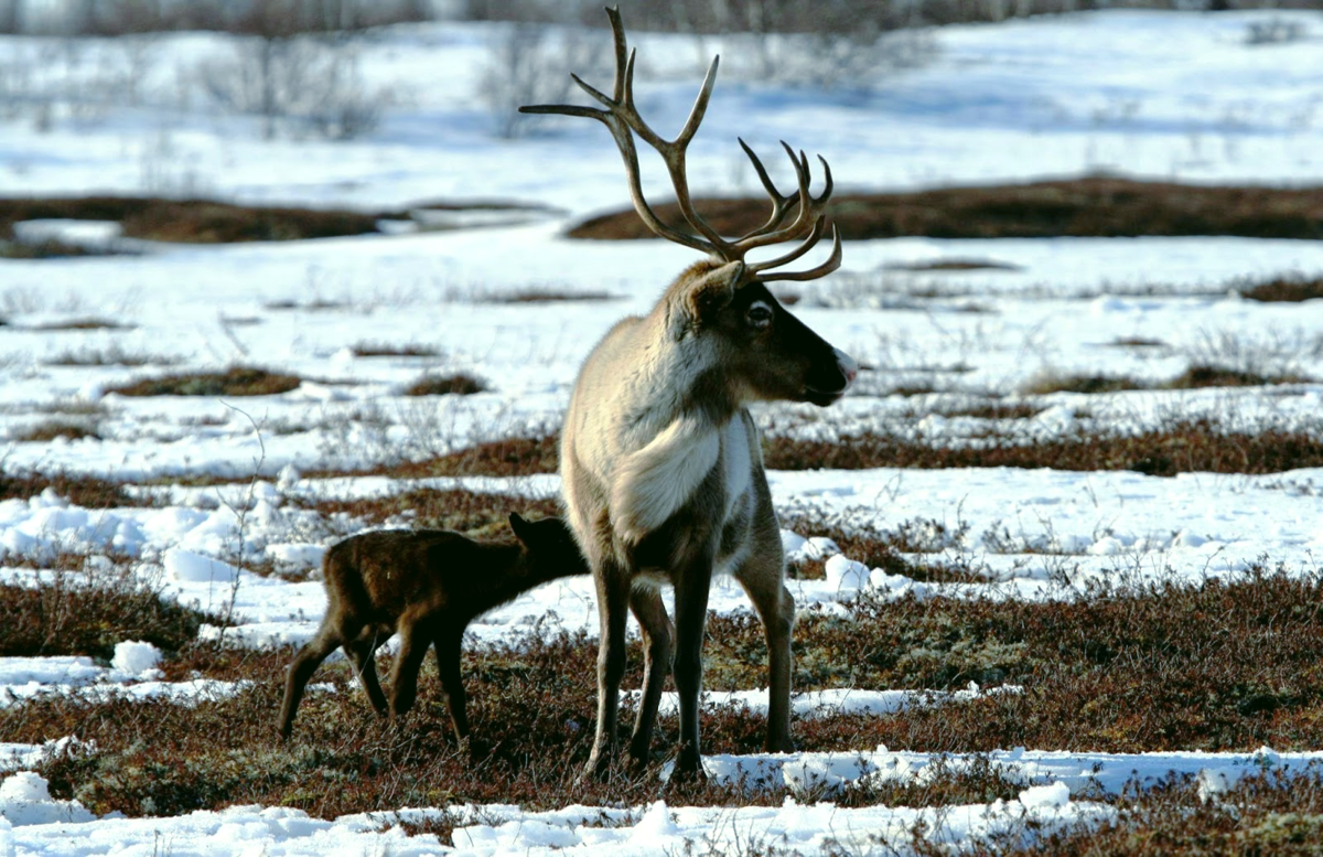 Фото из открытого источника Яндекс 