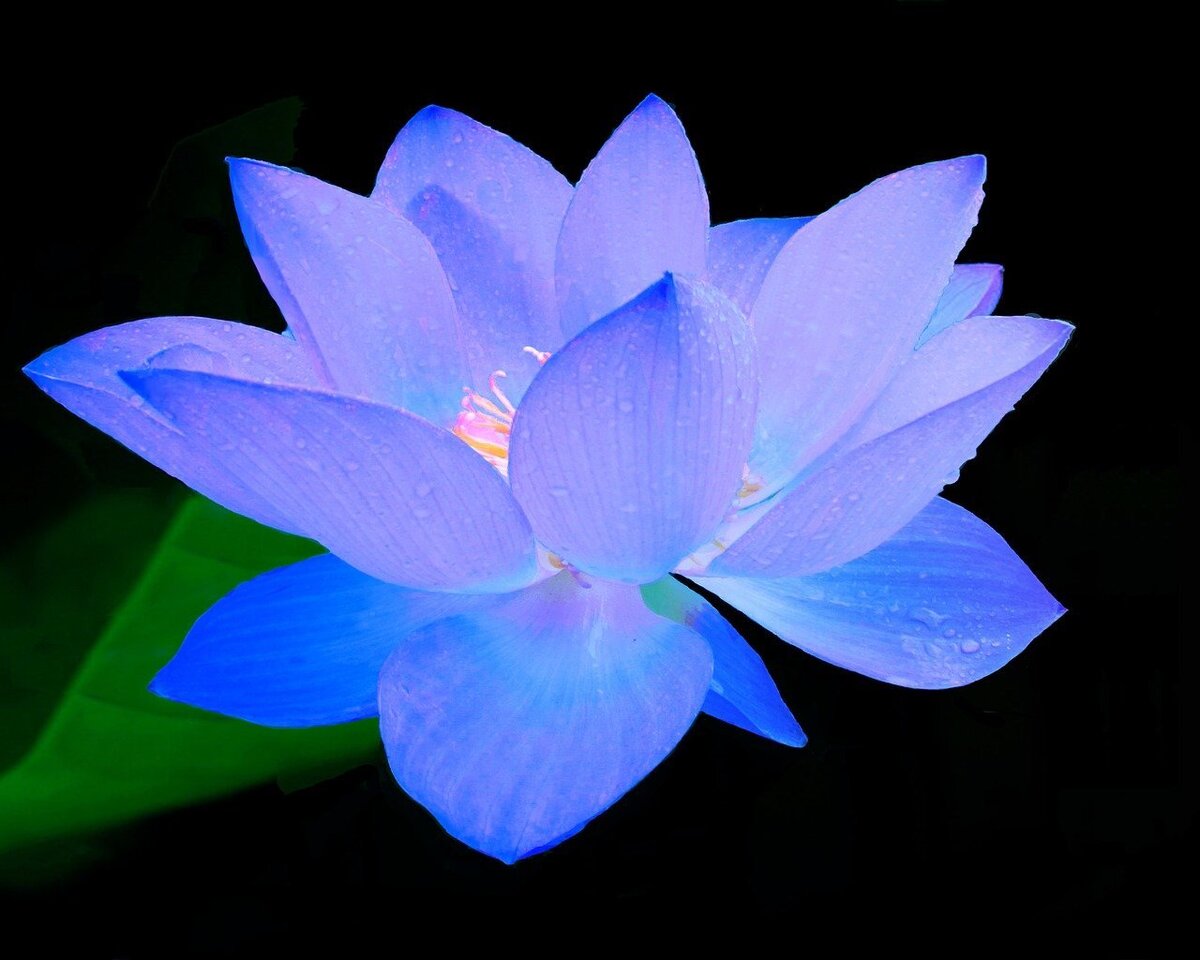 Голубой Лотос (Nymphaea caerulea)