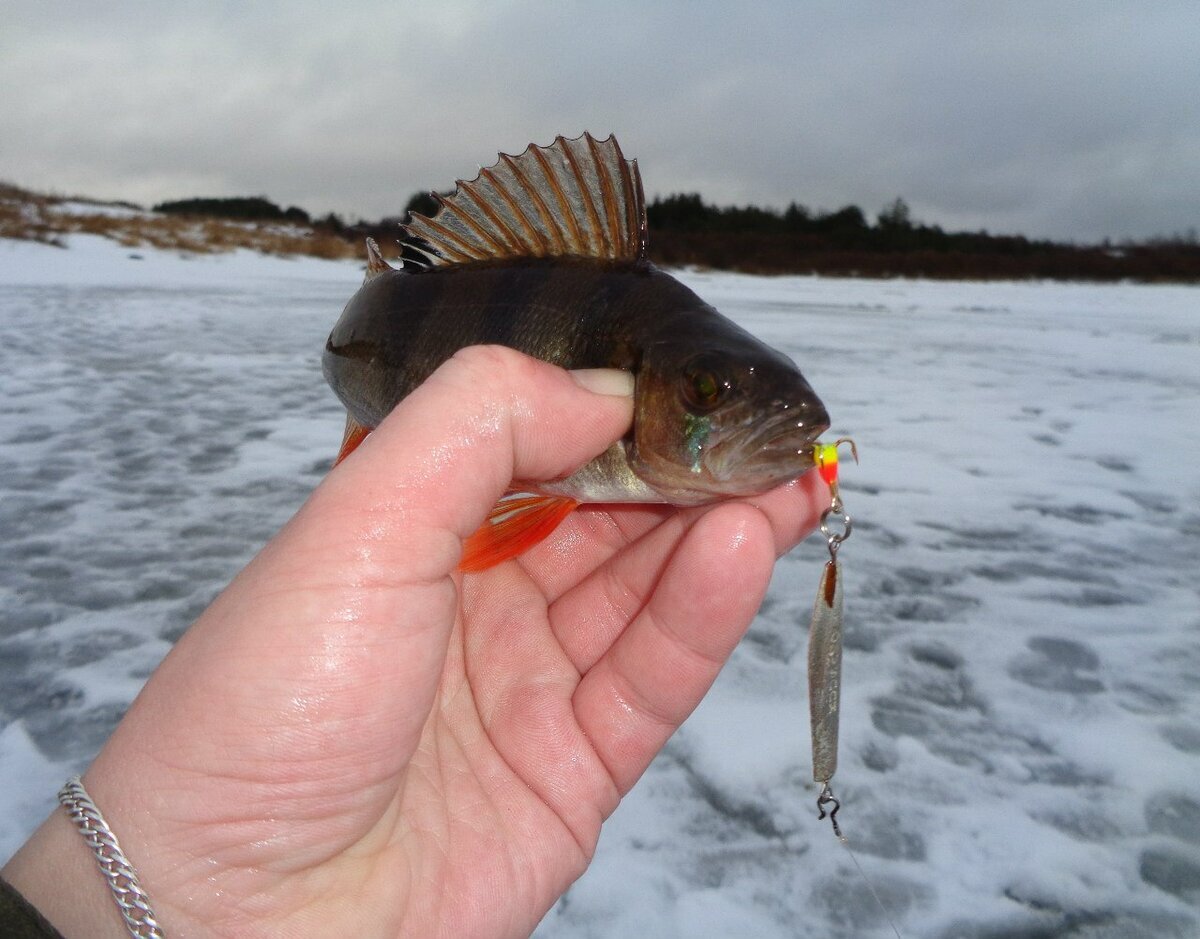 Фото с сайта: https://avatars.mds.yandex.net