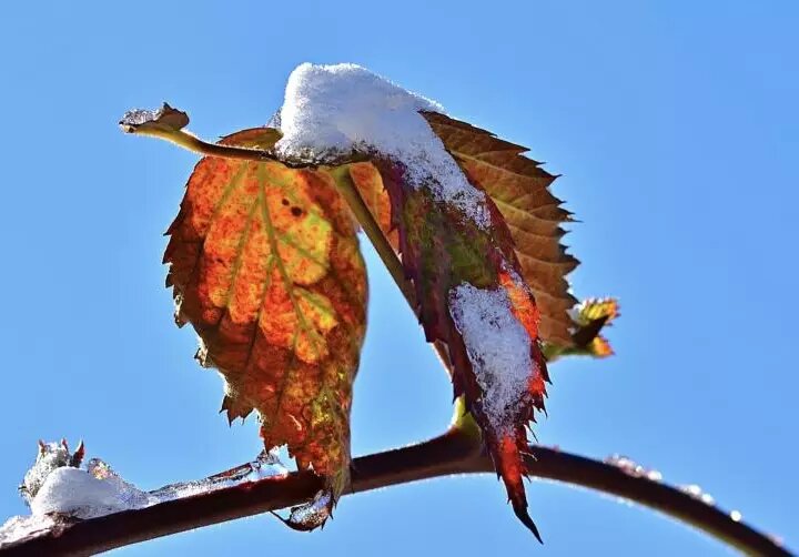 Фото pixabay/jggrz: Не забывайте стряхивать снег с ветвей, чтобы они не сломались под его тяжестью.