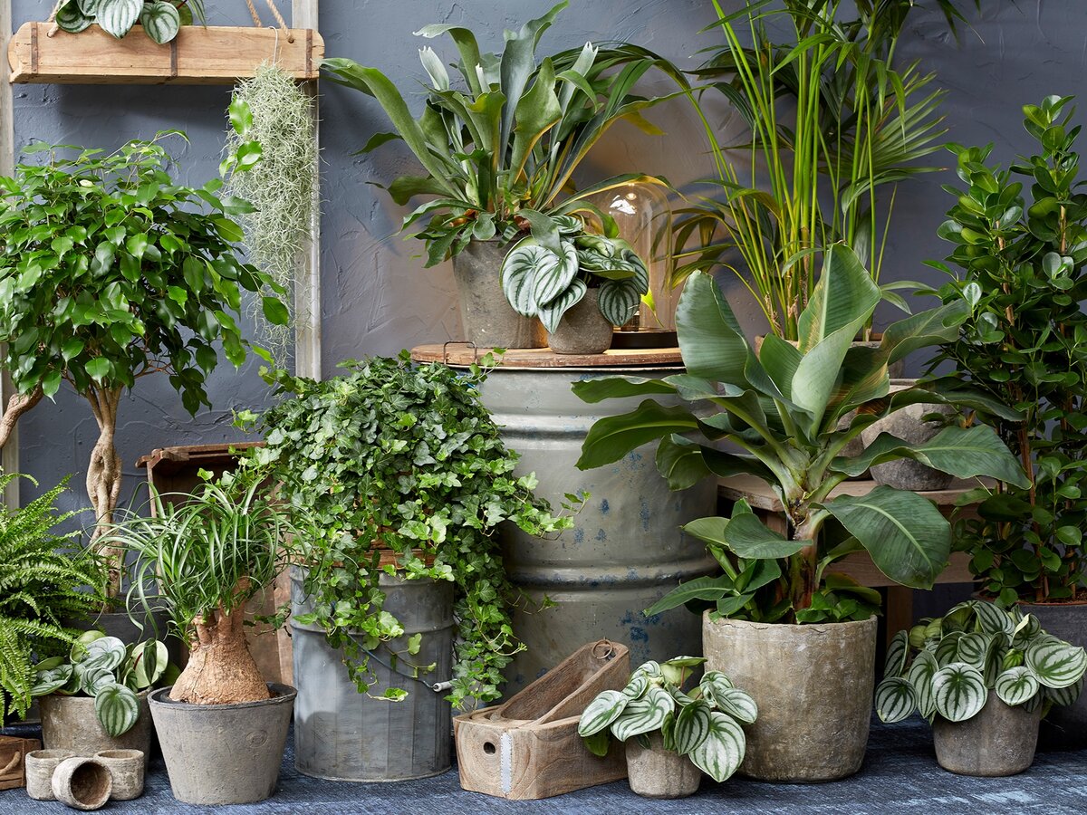 Фото: welter-gartencenter.de