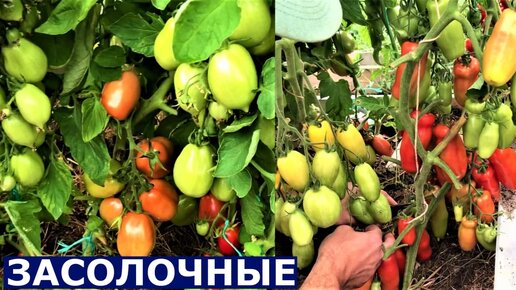 Описание сортов томатов Жигало, Дамские пальчики.
