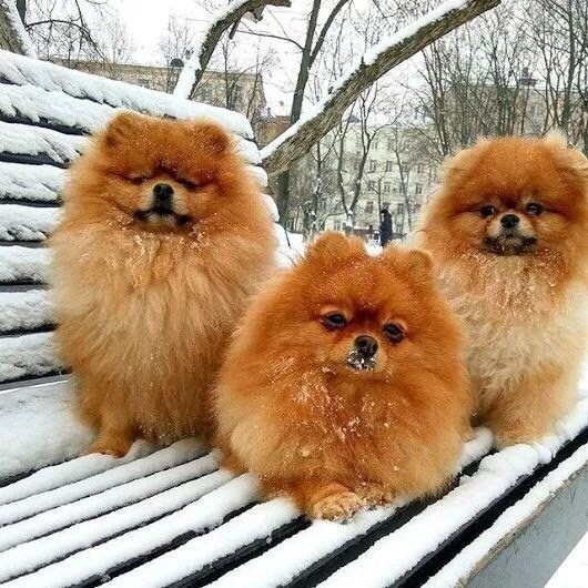 Трое из ларца одинаковы с лица