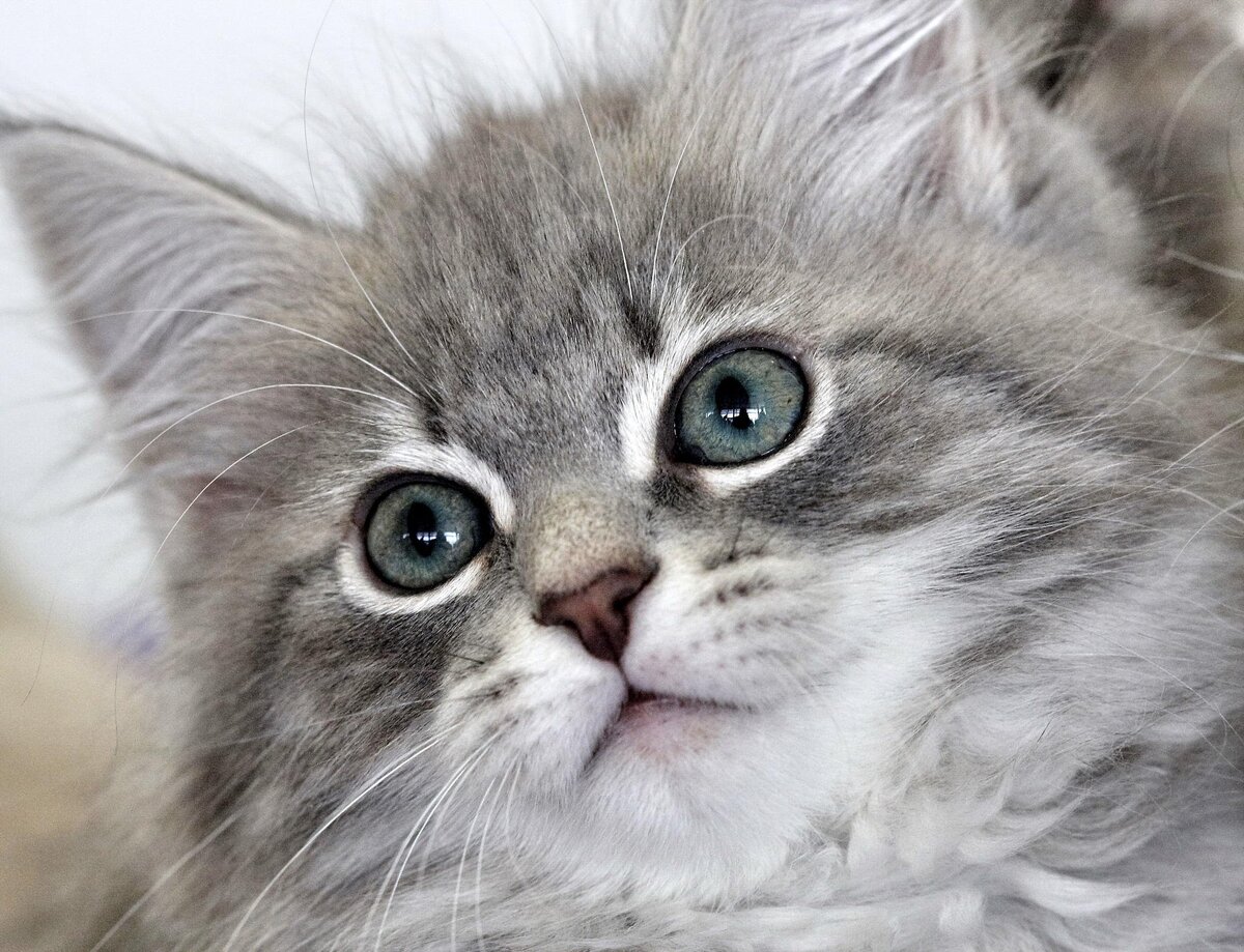 Фото взято с Яндекс.Картинки для примера