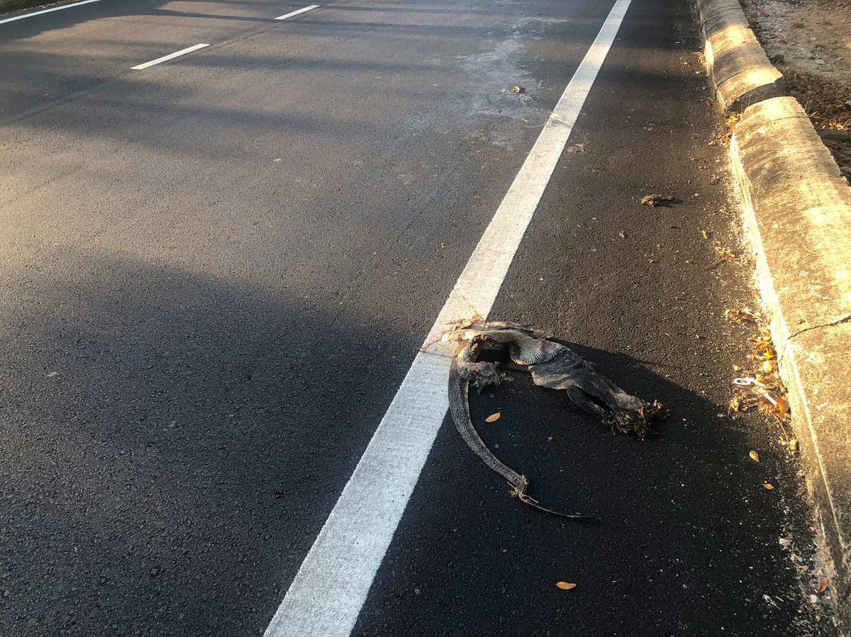 Жаль зверушку