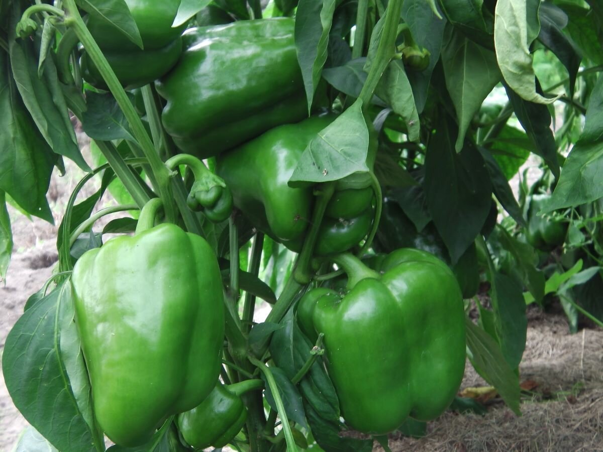 В лунку при посадке перцев всегда добавляю перо. Фото автора