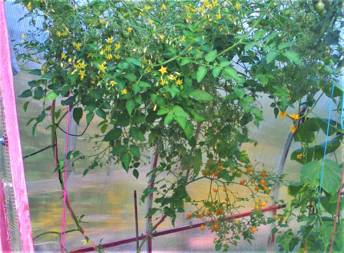 на верху даже трудно понять, где какая кисть заканчивается. 