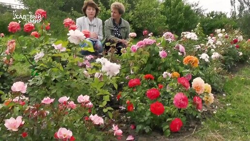 10 надежных роз для Северного Сада. Какие розы посадить, чтобы они были и красивые, и зимостойкие, и обильно цвели?