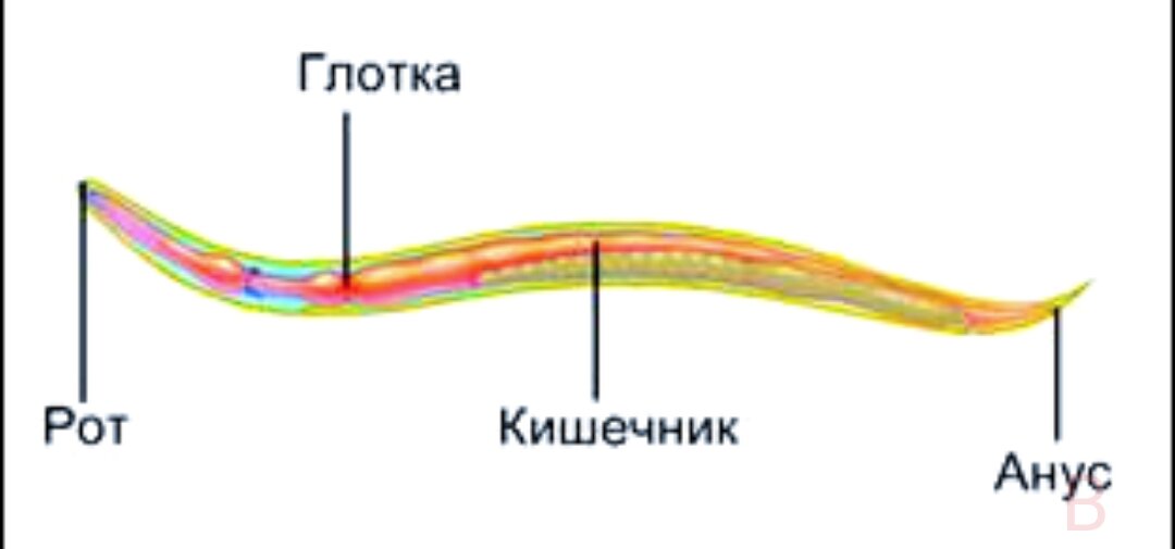 Круглые черви сквозные