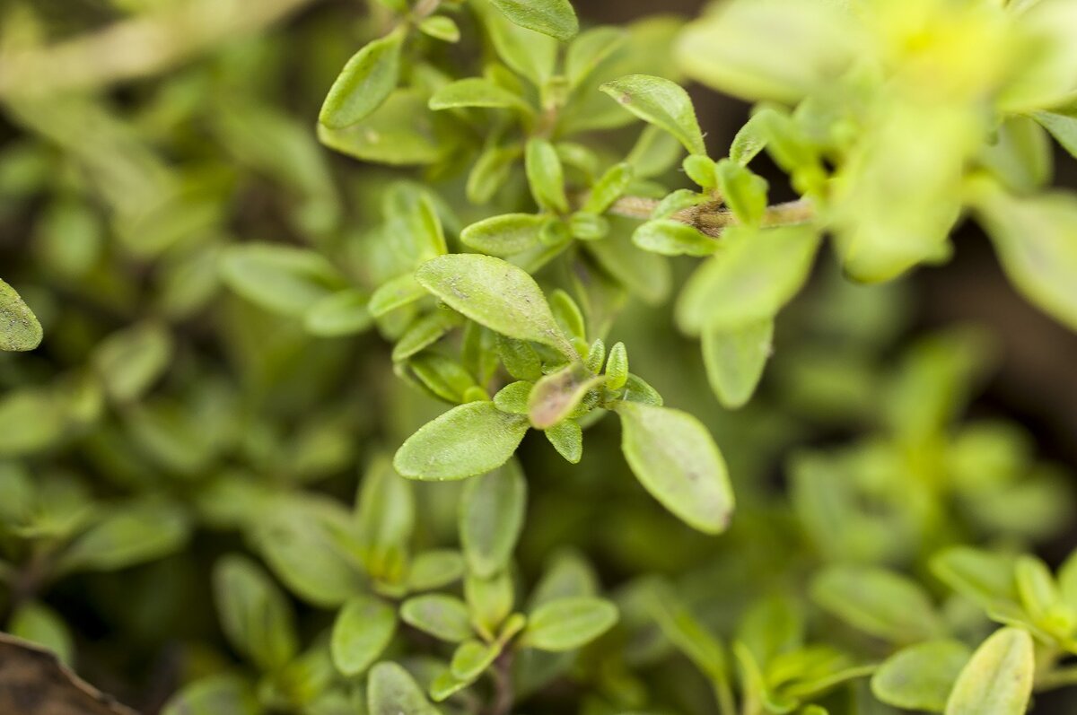 Тимьян. Фото моё.