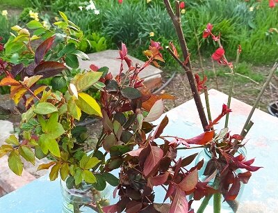 Украденное у мамы и справа мои черенки от бордовой розы