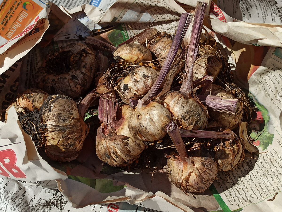 Фото: Алексей Володихин