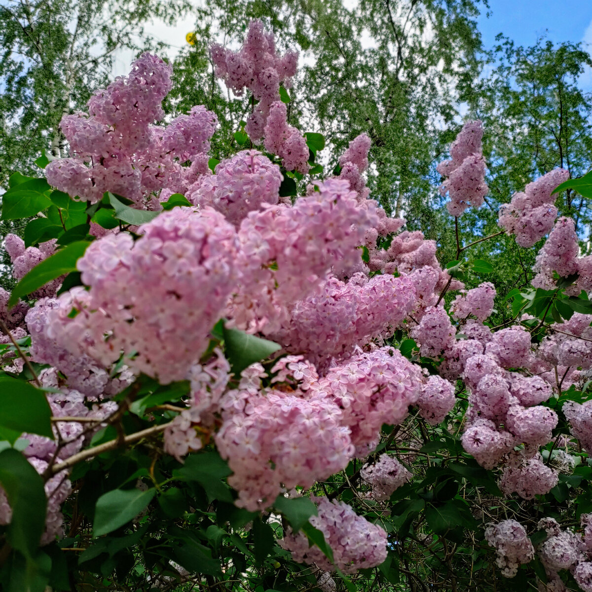 Сирень