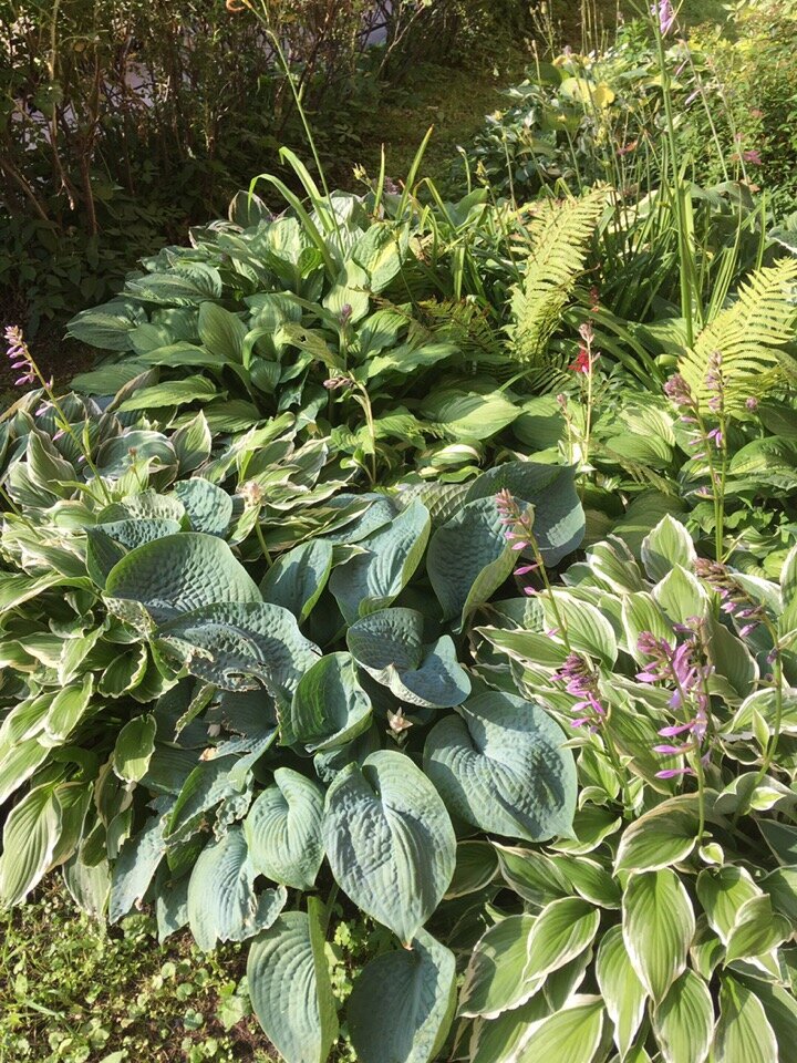 Хосты у дома в прошлом году