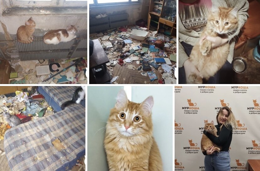 Кот Вилсон из квартиры собирательницы… 😐Шикарный кот Вилсон был шикарным не всегда. В перенаселенной кошками квартире этот пушистый кот казался несчастным, грязным, и даже его рыжая шубка выглядела блекло. Юный котик не получал ни заботы, ни полноценного питания, ни медицинской помощи. Его спасением стал наш adoption центр, куда его отвезли волонтеры, «расселявшие» переполненную квартиру. У нас Вилсон прошел лечение больных глазок, получил прививки, здоровое питание и достойный уход, ну а вскоре и вовсе отправился домой со своей новой семьей! ❤️