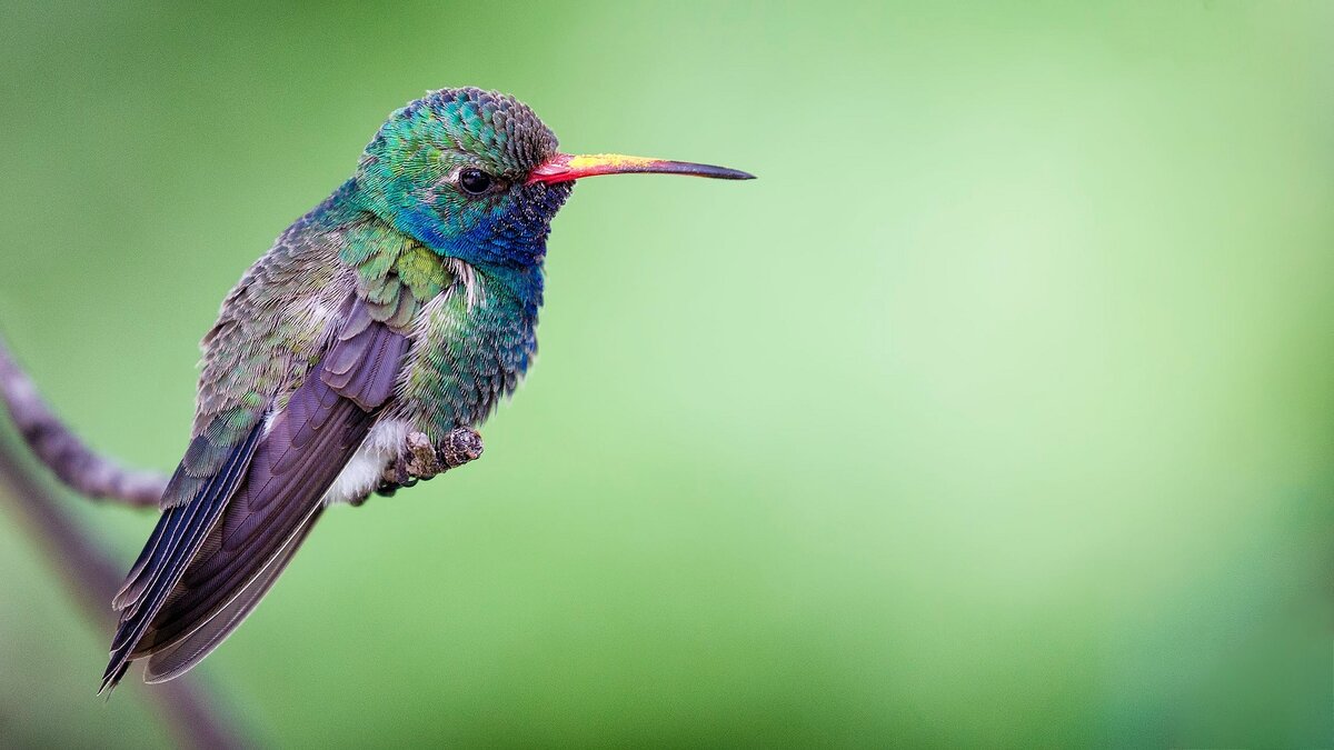 Колибри. unsplash.com