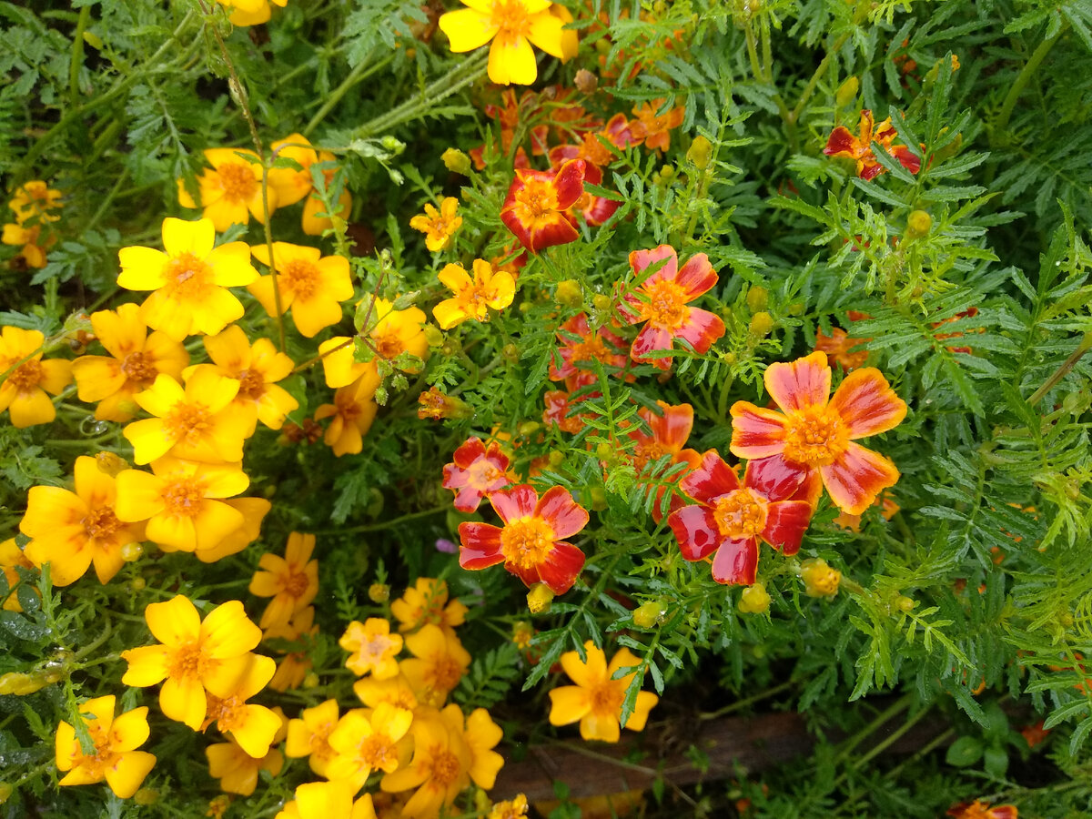 Бархатцы, высаженные по краю грядки, отпугивают своим запахом вредителей. Фото автора