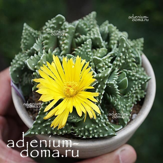 Фото с сайта продавца