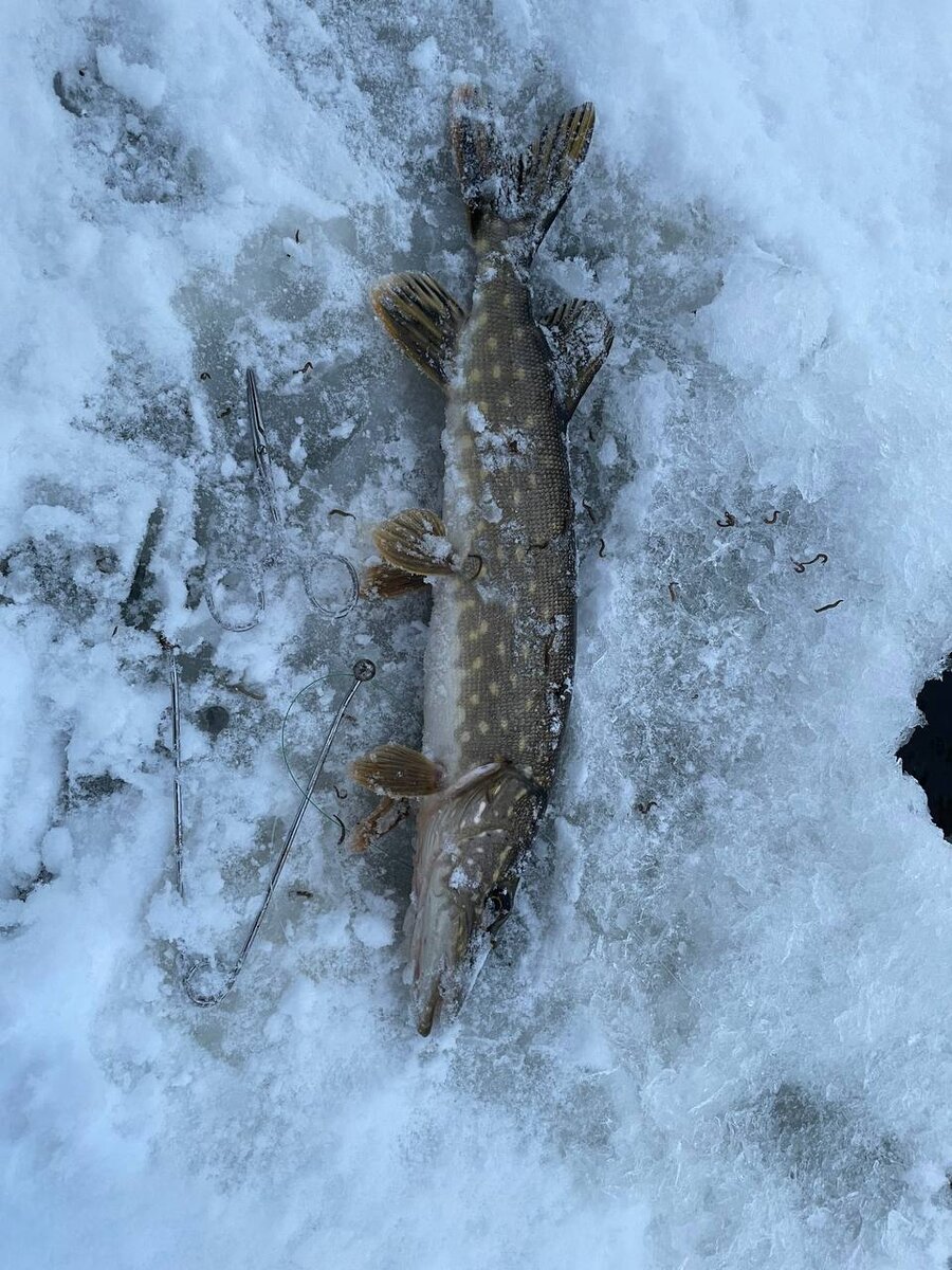 На льду сколько пиявок, на теле и с обратной стороны столько же...