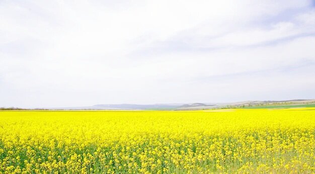 Рапсовое поле. Источник: https://ru.freepik.com/free-photo/yellow-field-rapeseed_1438490.htm#query=%D1%80%D0%B0%D0%BF%D1%81&position=31&from_view=keyword