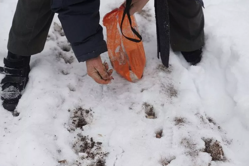 Выращиваю зимой. Посадка зимой. Семена на снегу. Посев семян под снег. Огород зимой.