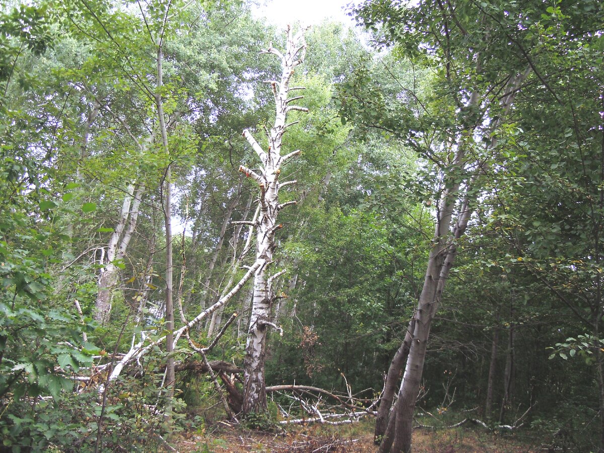 4 сентября 2014 года Теперь о другом. Сейчас на самой восточной Богатырской поляне работают лесозаготовители. Ниже показаны результаты их деятельности.-30