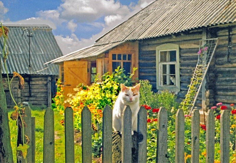 Жизнь в деревне фото