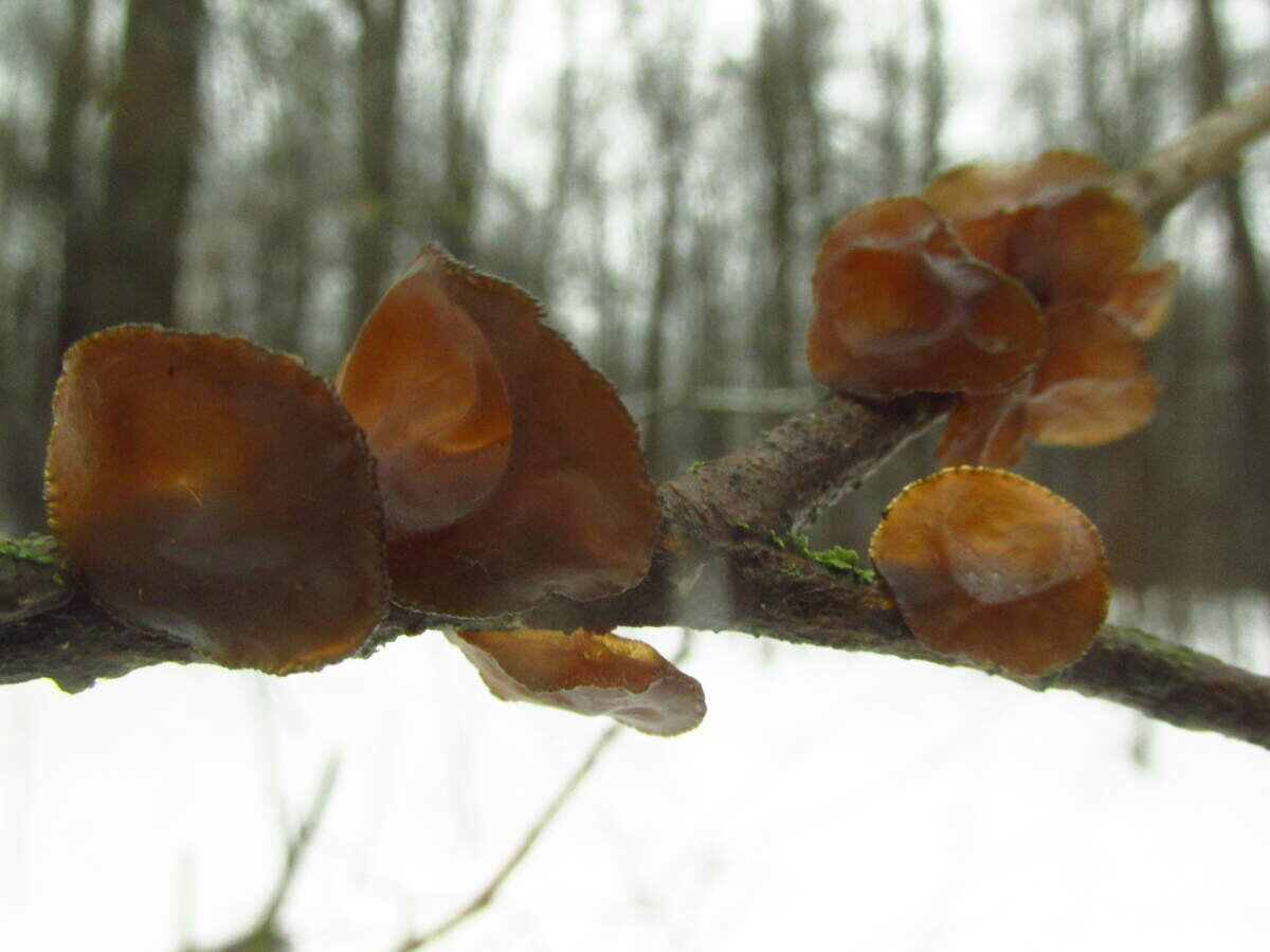 "Мармелад в самом соку" (фото пользователя MikeR)