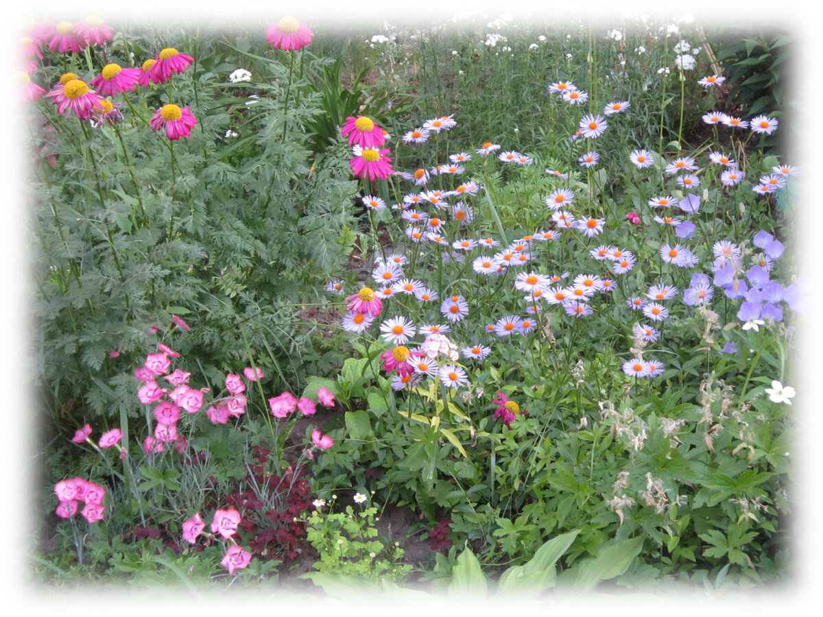 У меня будут яркие и нарядные цветы! Ромашки, хризантемы, гвоздика, колокольчики! Листайте