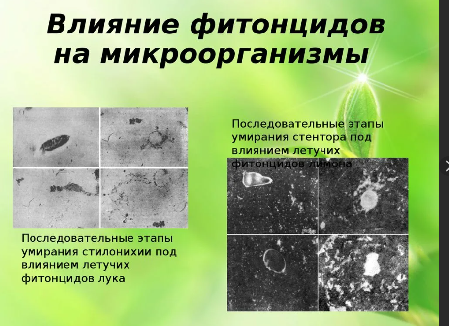 Бактерицидное действие фитонцидов проект по биологии