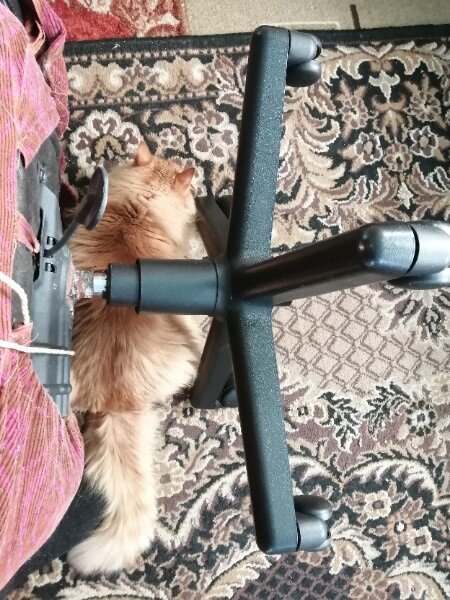 Кот в шоке - кровать отбирают. Фото автора