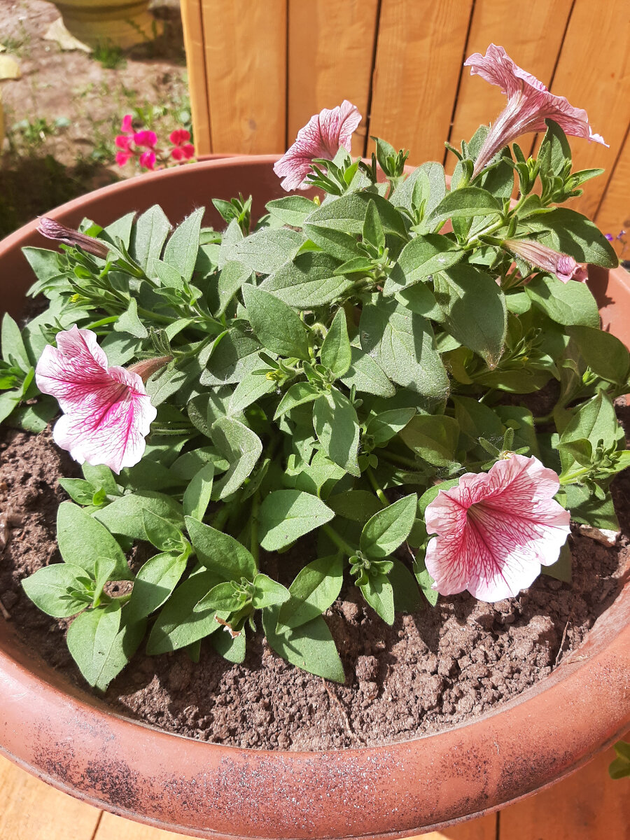 13 июня 2021. Петуния ампельная Opera Supreme Raspberry Ice