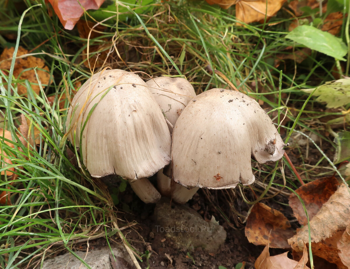 Русский гриб. Навозник серый Coprinus atramentarius. Навозник золотистый гриб. Навозник обыкновенный гриб Вишневский. Навозник гриб коричневый.