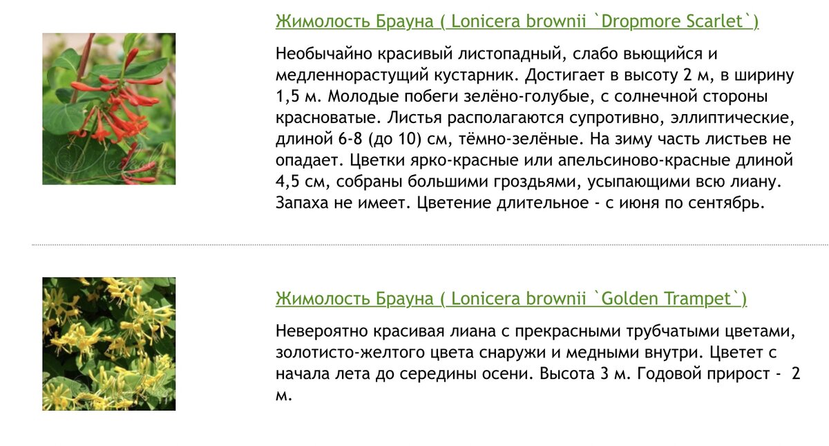 Почему жимолость мелкая и кислая. Жимолость цветение запах. Срок цветения жимолости. Жимолость польза и вред для здоровья. Посев томатов на рассаду в 2023.