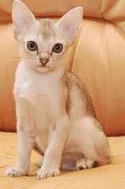 "Сингапура"