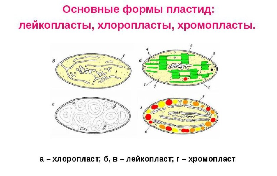 Как выглядит хлоропласт на рисунке