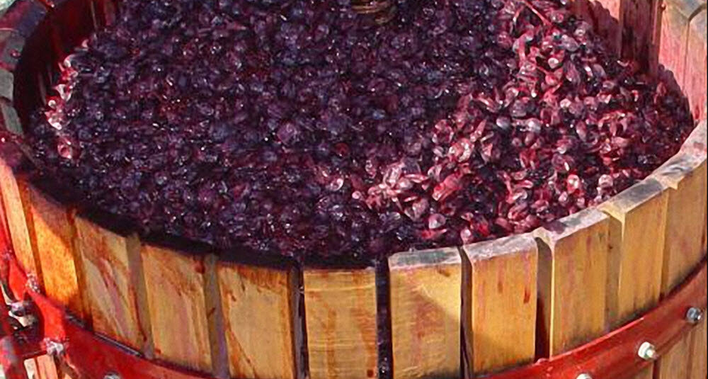 Ферментация вина. Мезга винограда. Виноградные выжимки. Брожение вина. Брожение винограда.