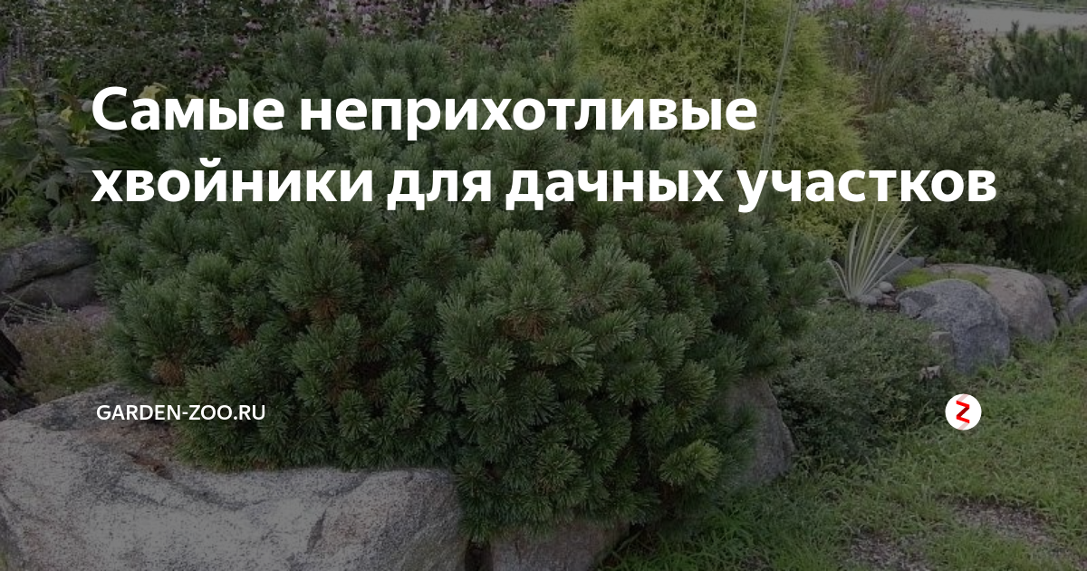 Самые неприхотливые хвойники для дачных участков | Garden-Zoo.ru | Дзен