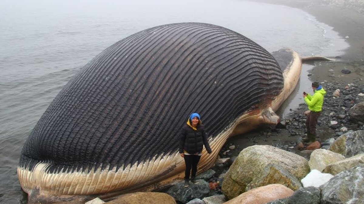 Какое большее. Самая длинная рыба. Самый большой пребольшой. Самая в мире рыбка. Самое длинное животное в мире.