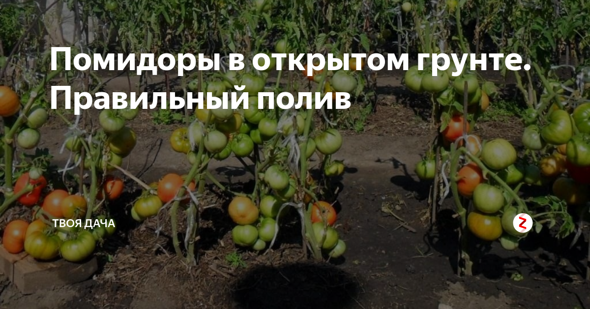 Помидоры в открытом грунте. Правильный полив | Твоя Дача | Дзен