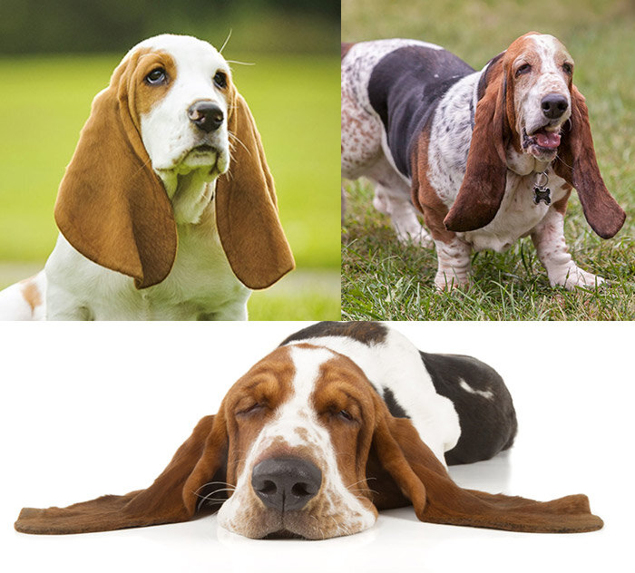 Собаки с длинными ушами. Список пород