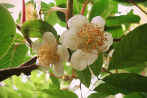 Когда из почвы начнут прорастать первые листья, их рекомендуется периодически проверять на наличие грибка и прочих паразитов. Они могут появиться, если в почвенном слое содержится много азота, когда в помещении, где находится растение, преобладает сырость, а также когда оно получает избыточное количество влаги. Если обнаружили паразитов – листья необходимо как можно скорее обработать специальными химическими препаратами.