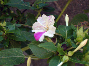 Если вы решили на своем участке посадить мирабилис, то стоит знать, что растение не любит кислые и сырые почвы. Поэтому, чтобы уход не доставлял никаких проблем, нужно четко знать, какой тип земли у вас на участке и какие цветы вам больше всего подойдут. Мирабилис очень любит суглинистую и глинистую почву, поэтому при посадке можно в грунт добавлять известь.