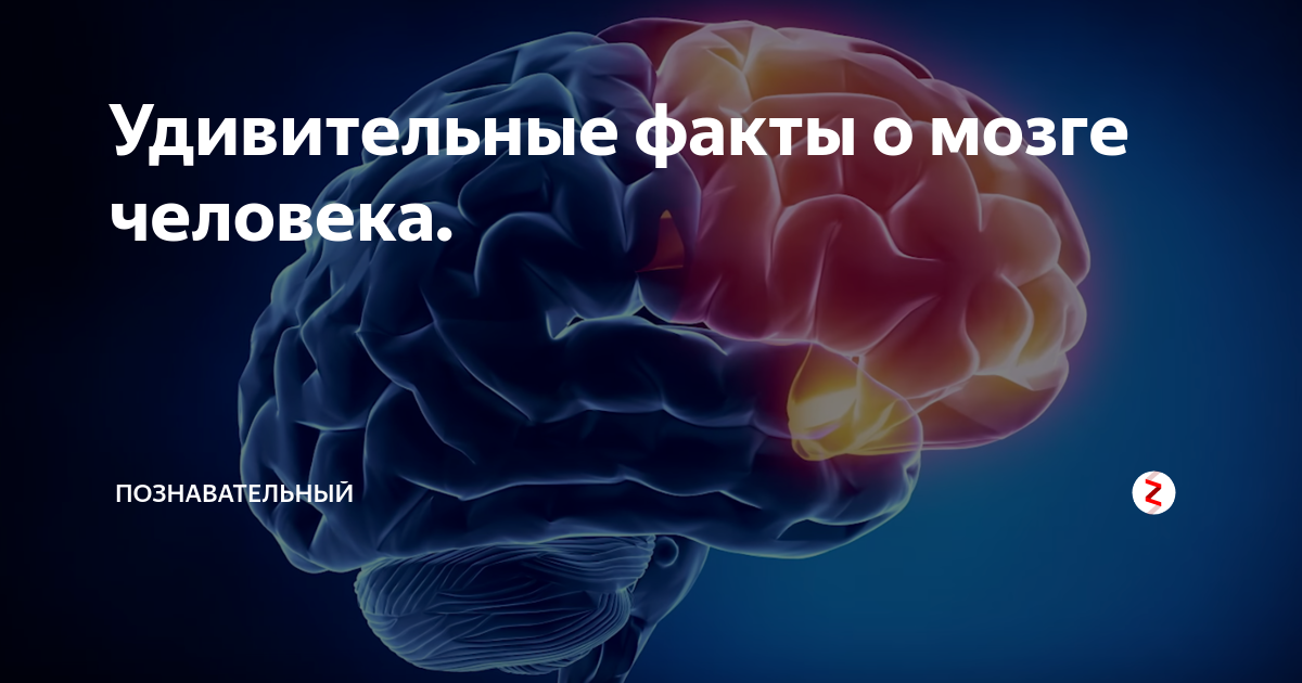 Мозг можно спасти спустя несколько дней. Как прокачать свой мозг. Прокачать мозг надпись. Крошечный мозг. Картинки на тему прокачай мозг.